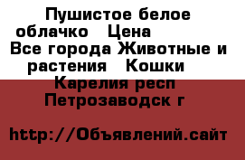 Пушистое белое облачко › Цена ­ 25 000 - Все города Животные и растения » Кошки   . Карелия респ.,Петрозаводск г.